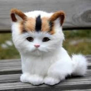 Meet your Posher, Lee anne